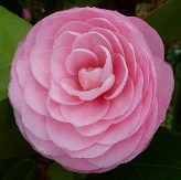 Pearl Maxwell Camellia, Camellia japonica 'Pearl Maxwell'